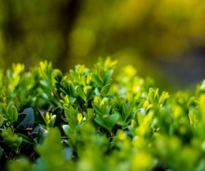 Ostrokrzew karbowanolistny