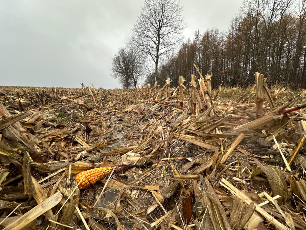 Pan Jan wpadł pod kombajn ścinający kukurydzę! Dramat rolnika