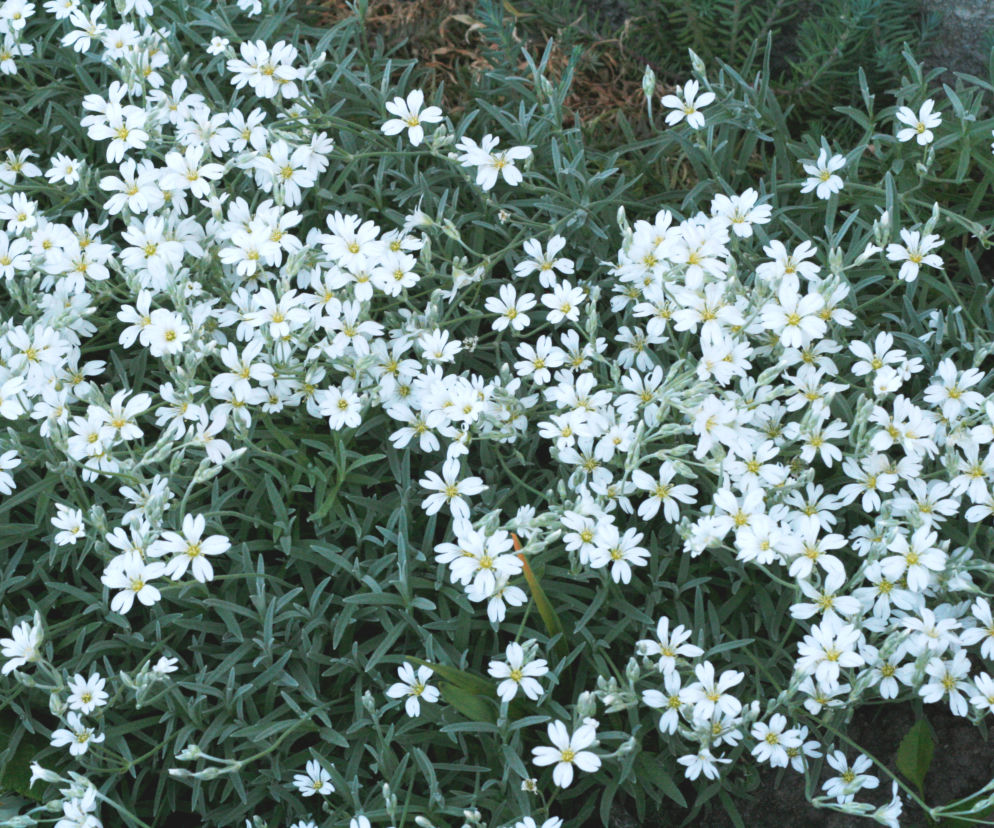 Rogownica kutnerowata
