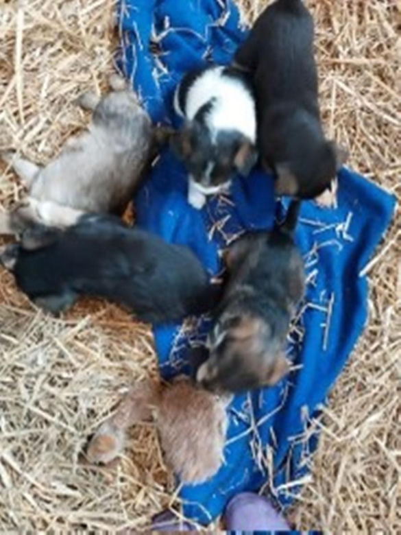 Mama z 7 szczeniakami porzucona w lesie
