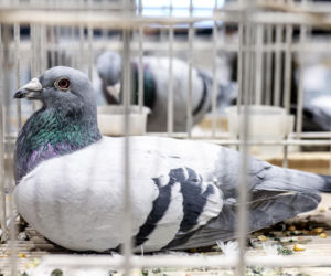 Katowice stolicą gołębiarstwa. Za nami 17. edycja EXPOGołębie. To największa tego typu impreza w Europie