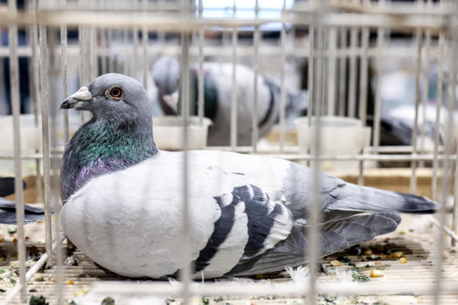 Katowice stolicą gołębiarstwa. Za nami 17. edycja EXPOGołębie. To największa tego typu impreza w Europie