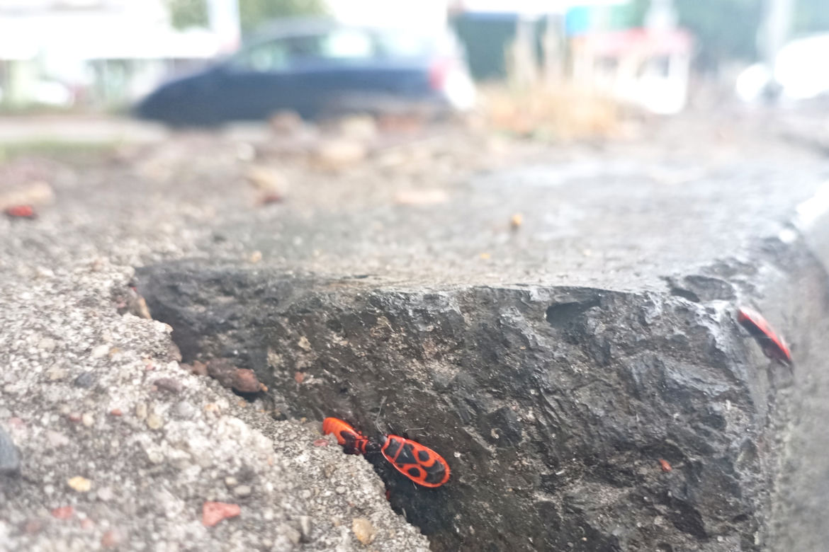 Czerwone owady opanowały centrum Szczecina. Nie są groźne, a wręcz bardzo pożyteczne