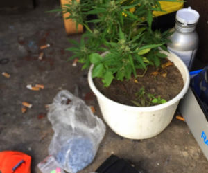 Amfetamina, tabletki ekstazy i konopie indyjskie. Zlikwidowano plantację pod Bydgoszczą [ZDJĘCIA]