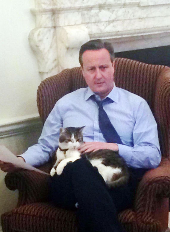 Oto Larry. Chief Mouser to the Gabinet Office