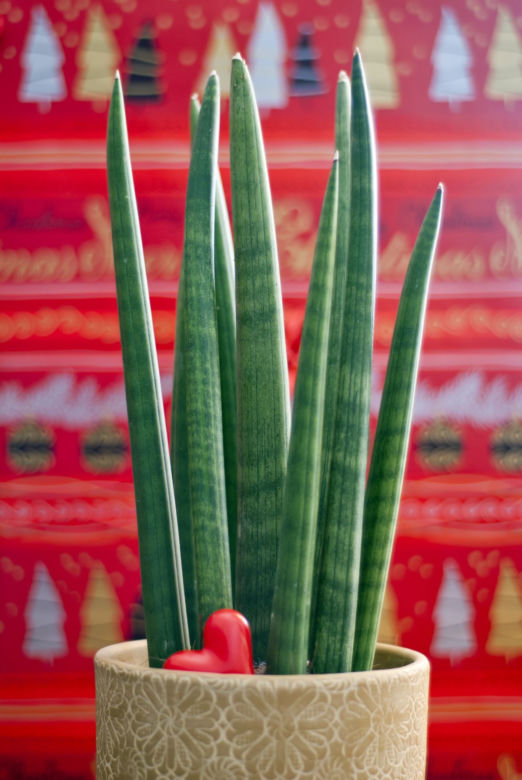 Sansevieria cylindrica