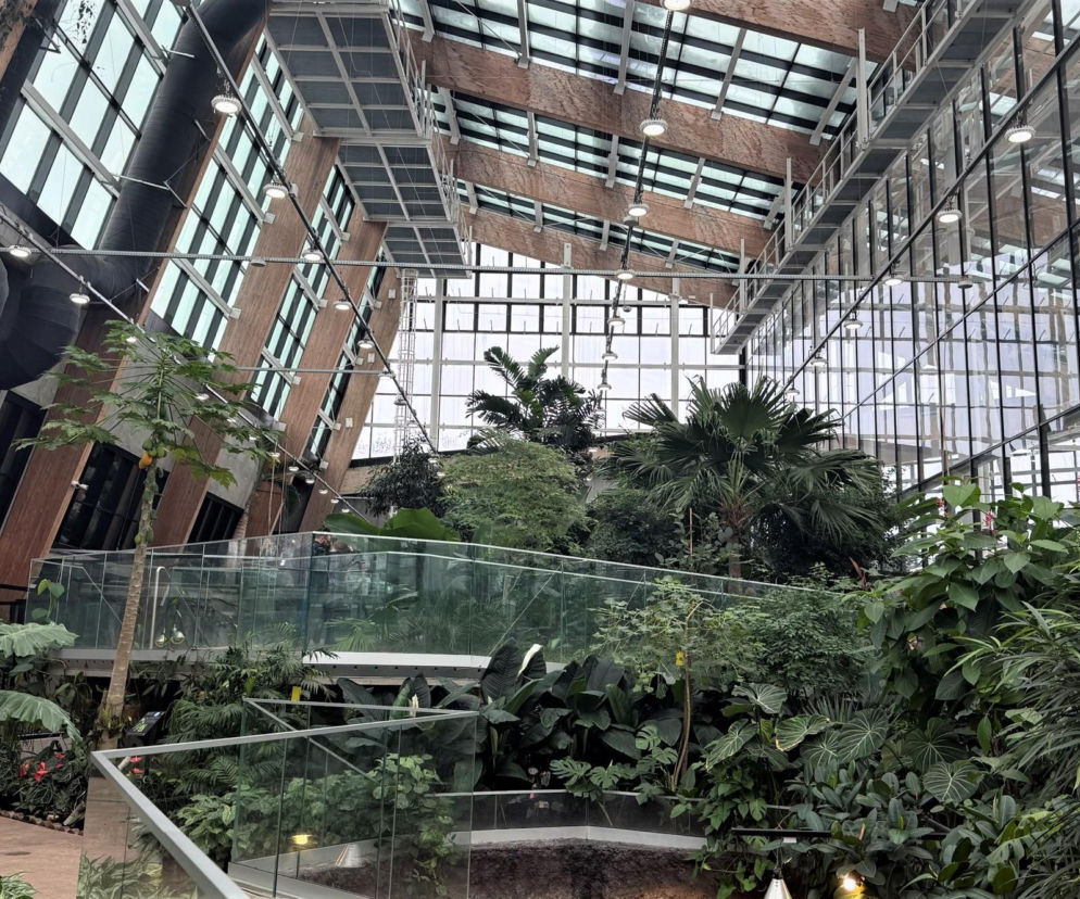 Wnętrze Egzotarium w Sosnowcu: bujna, egzotyczna roślinność, wysokie palmy i duże liście pod przeszklonym dachem, którego konstrukcja ze szkła i drewna tworzy geometryczne wzory, oświetlona punktowymi lampami. Więcej o architekturze tego obiektu na Architektura Murator Plus.