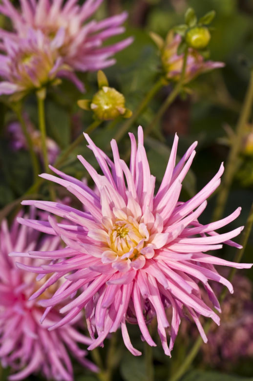 Dalia