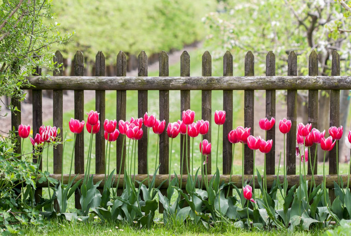 Tulipan