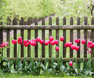 Tulipan