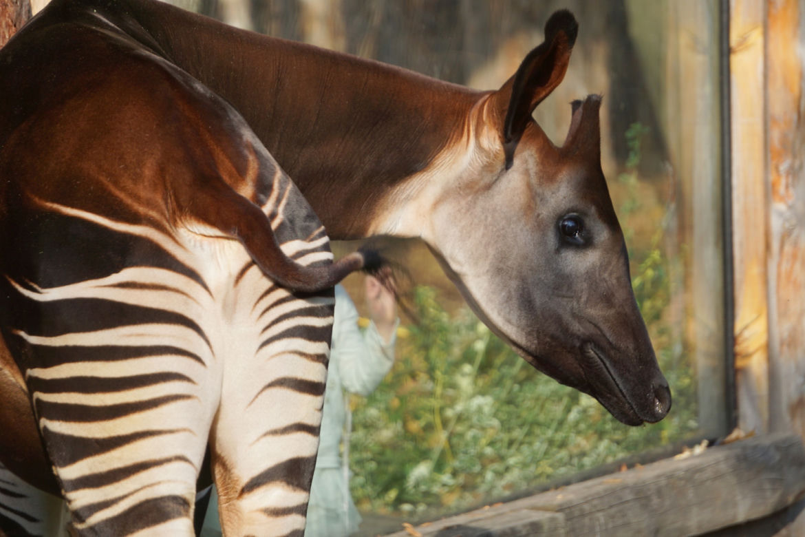 Zoo Wrocław: Okapi