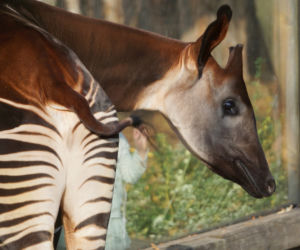 Zoo Wrocław: Okapi