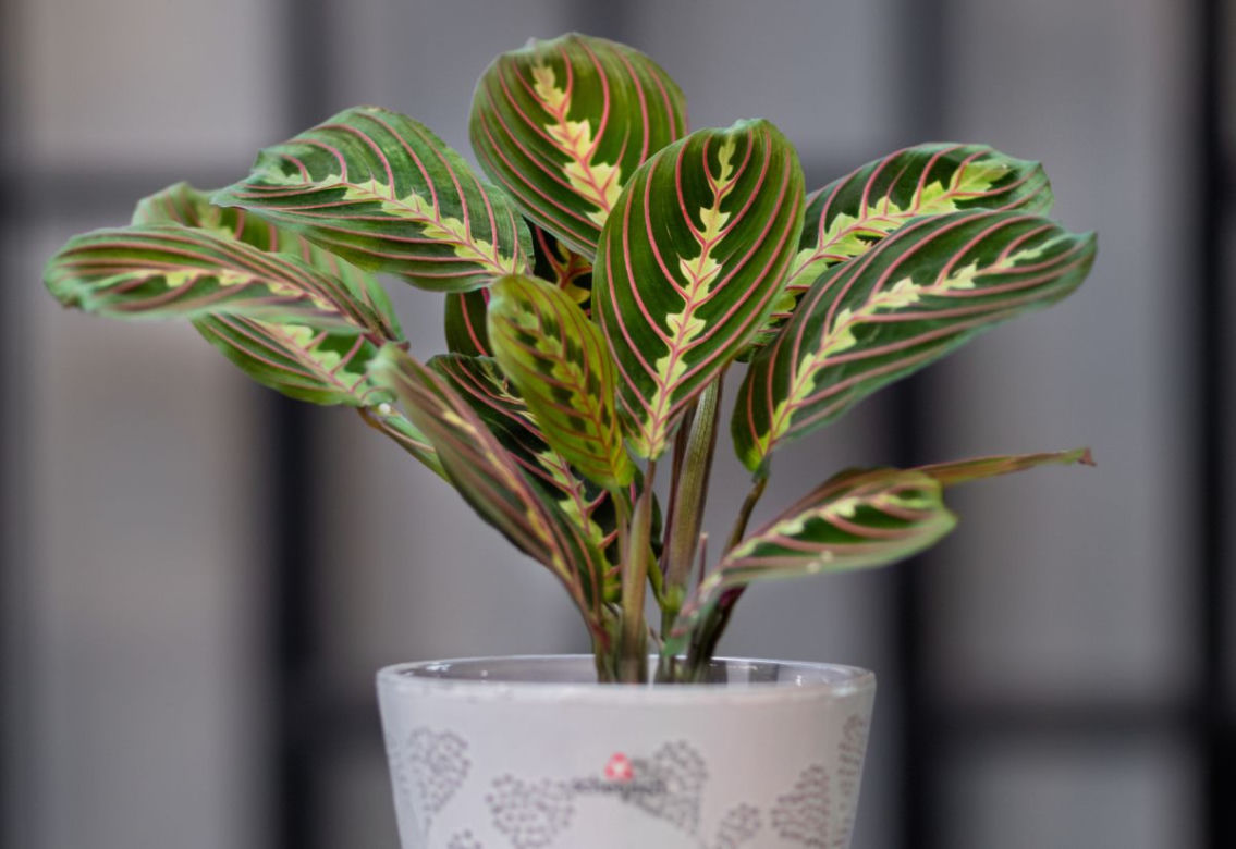 Maranta