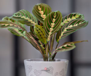 Maranta