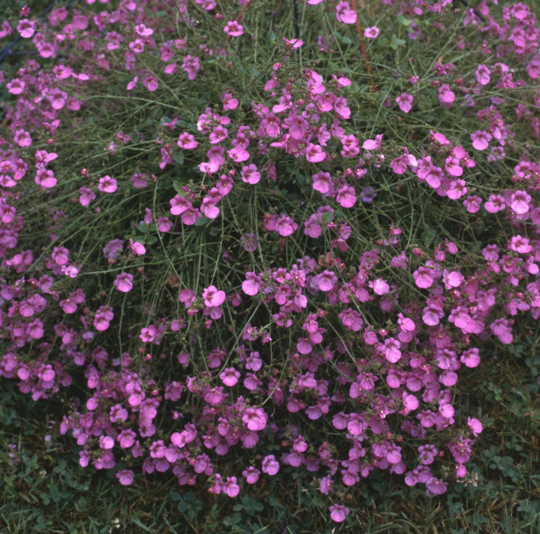 Diaskia 