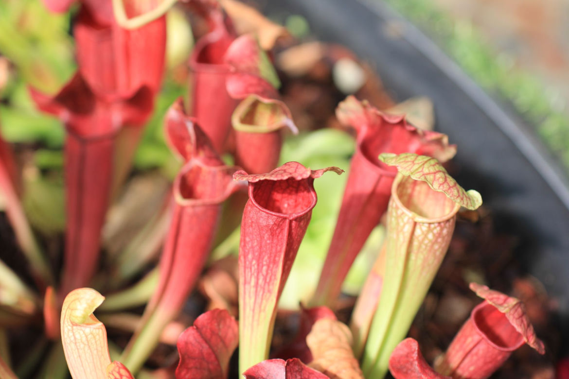 Kapturnica (Sarracenia)