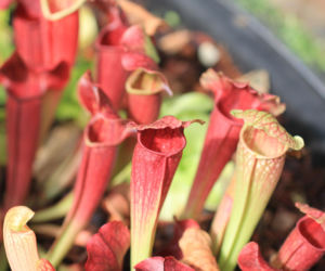 Kapturnica (Sarracenia)