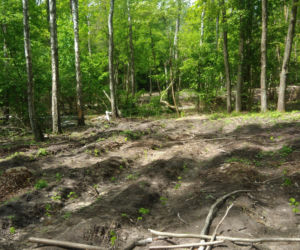 Stop!!! dla bezsensownej wycinki i zagłady Lasu Kabackiego-rezerwatu przyrody!