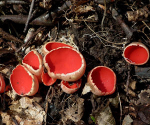 To nie żart! W polskich lasach już pojawiły się pierwsze grzyby. Wielu nie zdaje sobie sprawy, że są jadalne