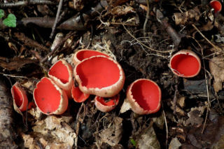 To nie żart! W polskich lasach już pojawiły się pierwsze grzyby. Wielu nie zdaje sobie sprawy, że są jadalne