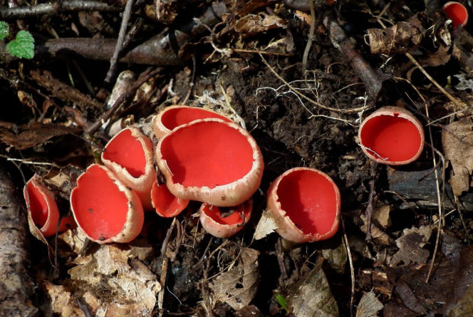 To nie żart! W polskich lasach już pojawiły się pierwsze grzyby. Wielu nie zdaje sobie sprawy, że są jadalne