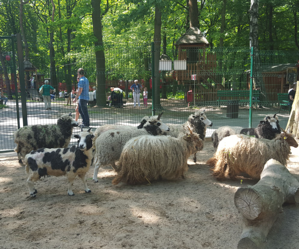 postrzyżyny w zoo