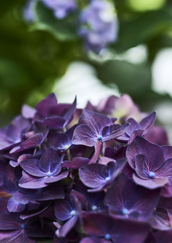 Hortensja ogrodowa (Hydrangea macrophylla) 