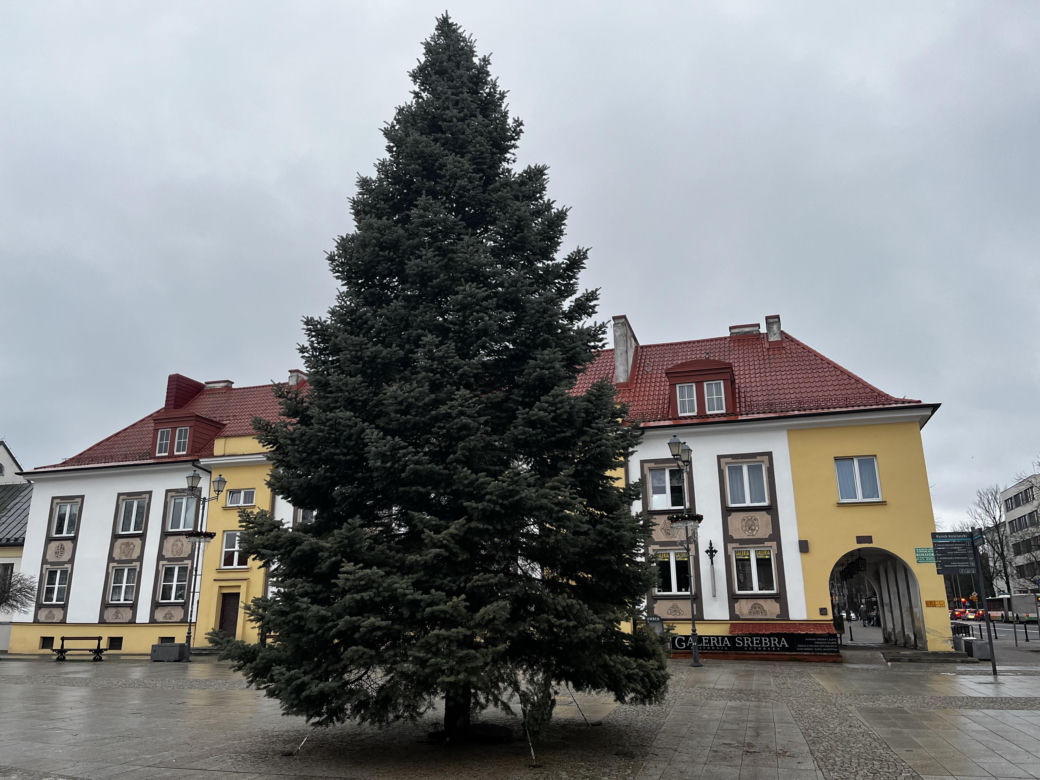 Wielki choinka stanęła na Rynku Kościuszki