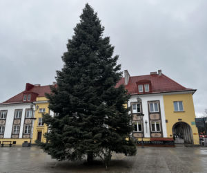 Wielki choinka stanęła na Rynku Kościuszki