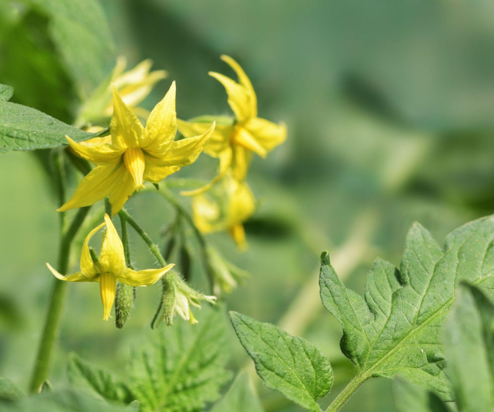 Kwiaty pomidora