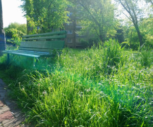 Witamy w dżungli, czyli w Bieńczycach: trawa do pasa i zarośnięte ławki