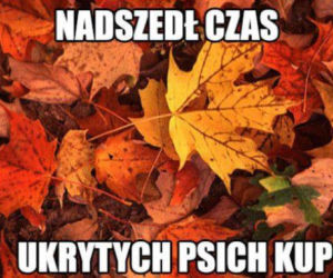Równonoc jesienna 2020. Zobacz najlepsze memy na pierwszy dzień jesieni