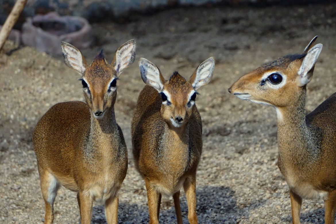 We wrocławskim zoo urodził się mały dikdik