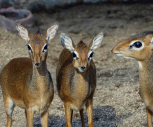 We wrocławskim zoo urodził się mały dikdik