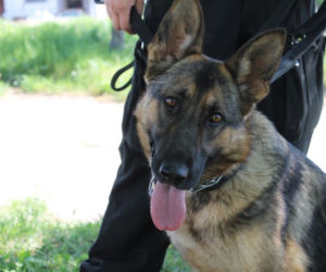Dwa nowe psy w szczecińskiej policji