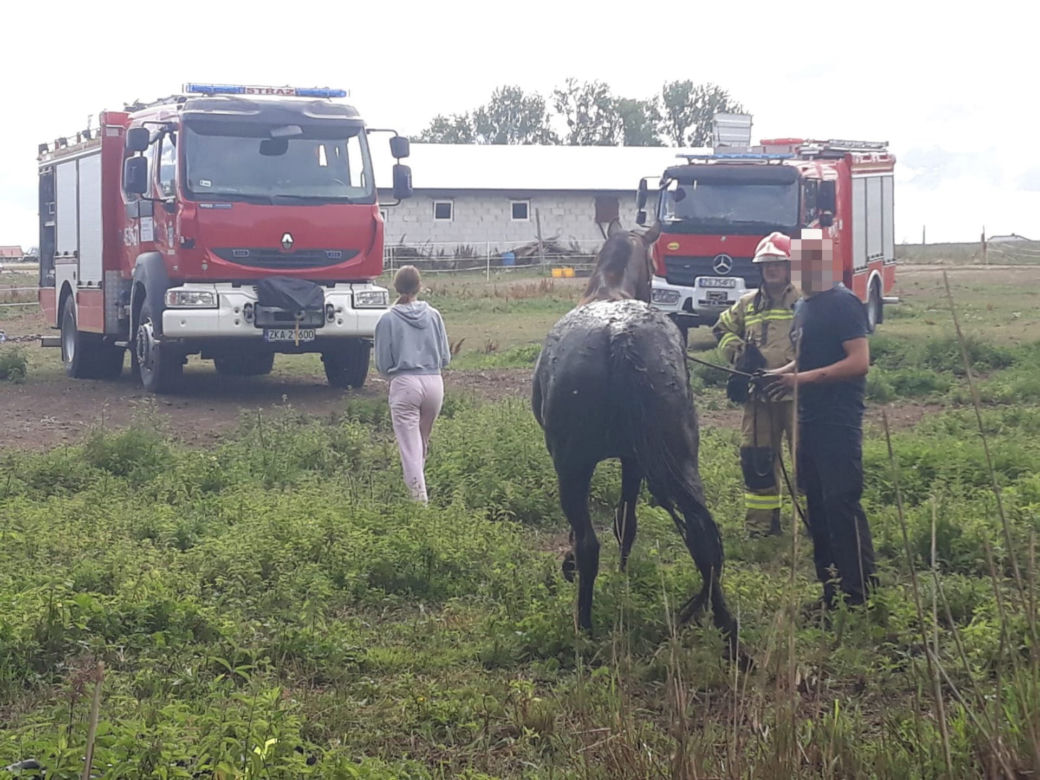 Wyciąganie konia z bagna