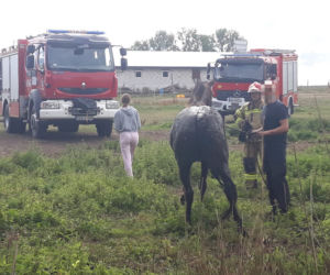Wyciąganie konia z bagna