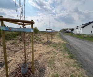 Zielone Leszno. Setki nowych drzew w całym mieście