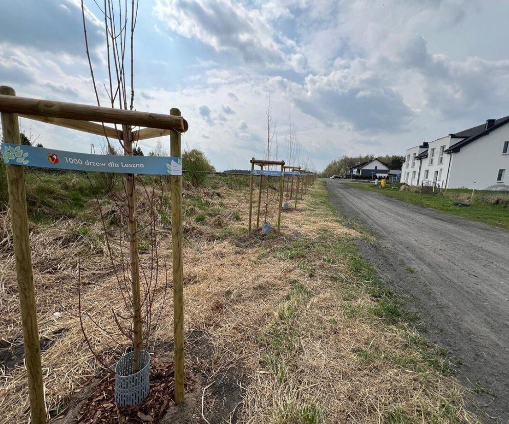 Zielona ofensywa w Lesznie. Sadzą setki nowych drzew