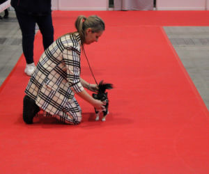 Międzynarodowa Wystawa Psów Rasowych Duo Cacib Kielce 2025