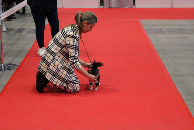 Międzynarodowa Wystawa Psów Rasowych Duo Cacib Kielce 2025