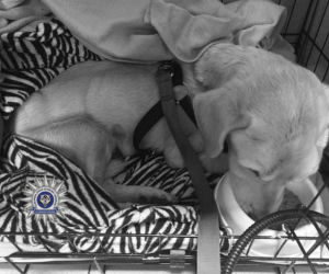 Szokująca interwencja w Chełmie