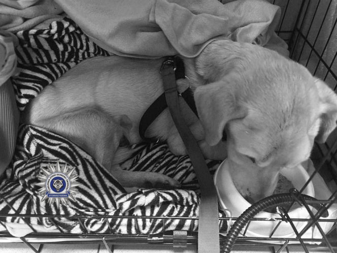 Szokująca interwencja w Chełmie