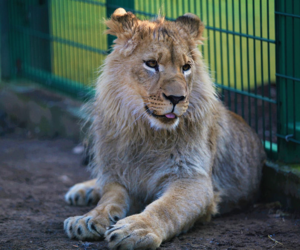 Zwierzęta w tarapatach. Pomóżmy właścicielom podkieleckiego zoo