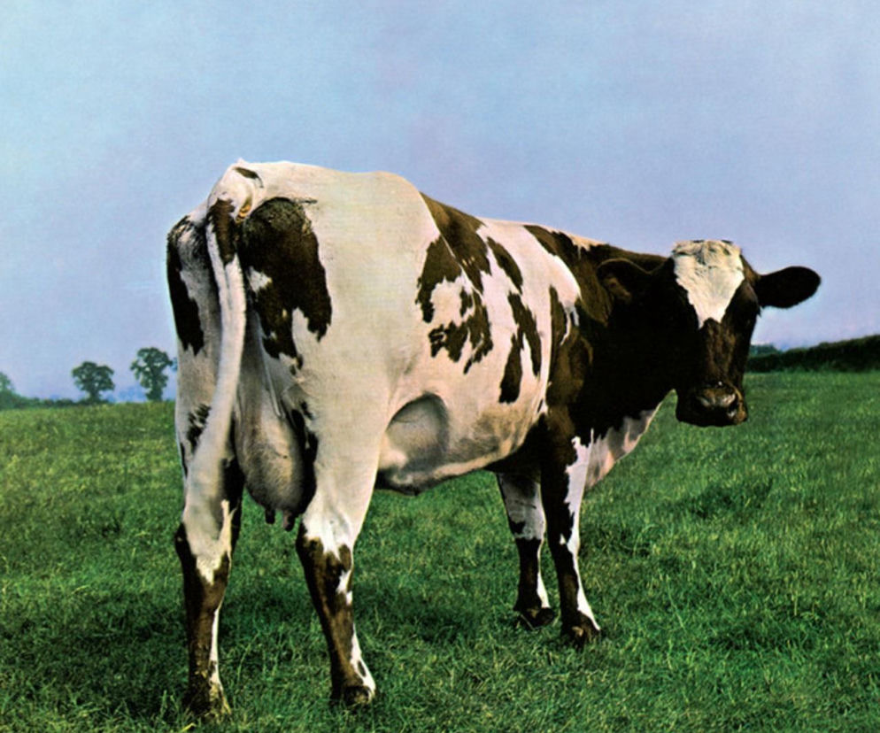Łaciata krowa na zielonym pastwisku z okładki płyty Pink Floyd. Rozwiąż quiz o albumach zespołu na EskaRock.