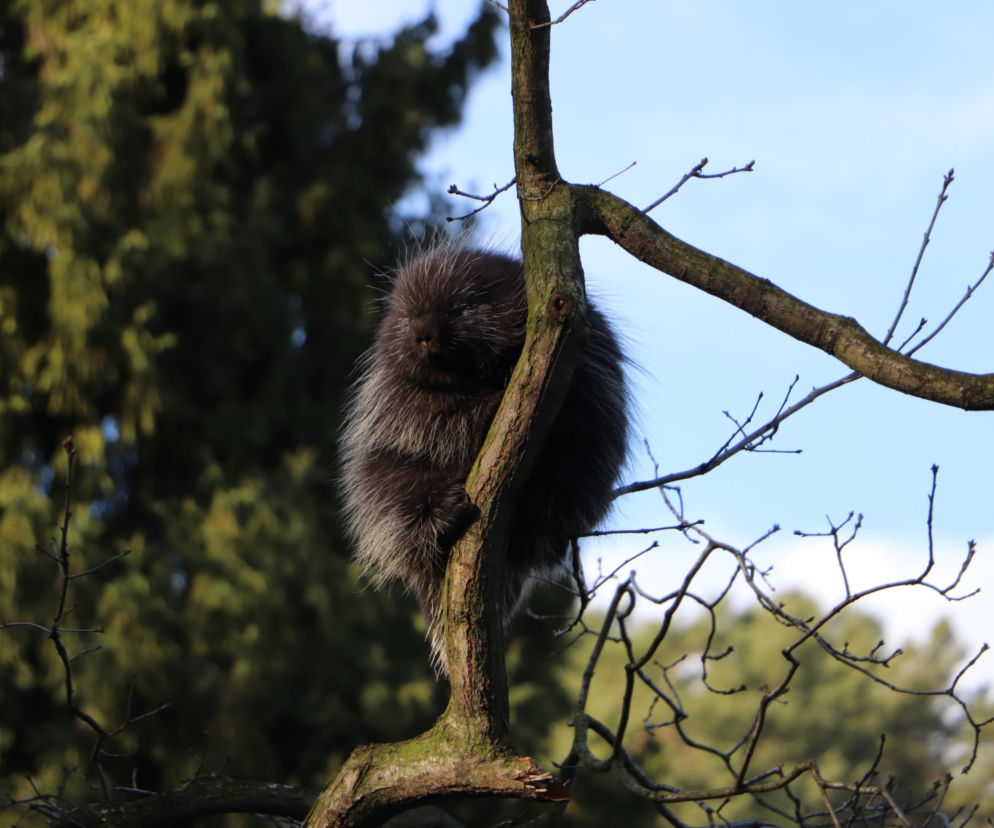 Gdańskie zoo ma nową lokatorkę. Poznajcie Zolę! Co to za gatunek?