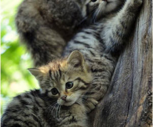 Małe żbiki z wrocławskiego zoo