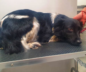 Suczka padła ofiarą zoofila?! Zwierzę ma nowy dom, ale ciągle się boi