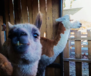 Żywa szopka w Żydowcach