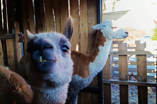 Żywa szopka w Żydowcach